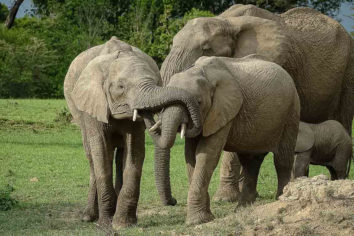 Paket: Kenyasafari & Zanzibar eller Diani Beach