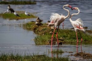 Kenya, Lake Nakuru, Flaminga