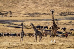 Kenya, Masai Mara, giraff