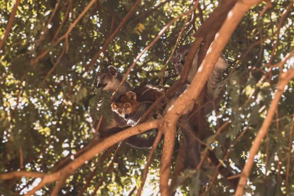 Madagaskar, Amber, Lemur
