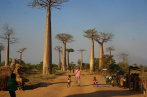 Resa till Madagaskar baobaballén
