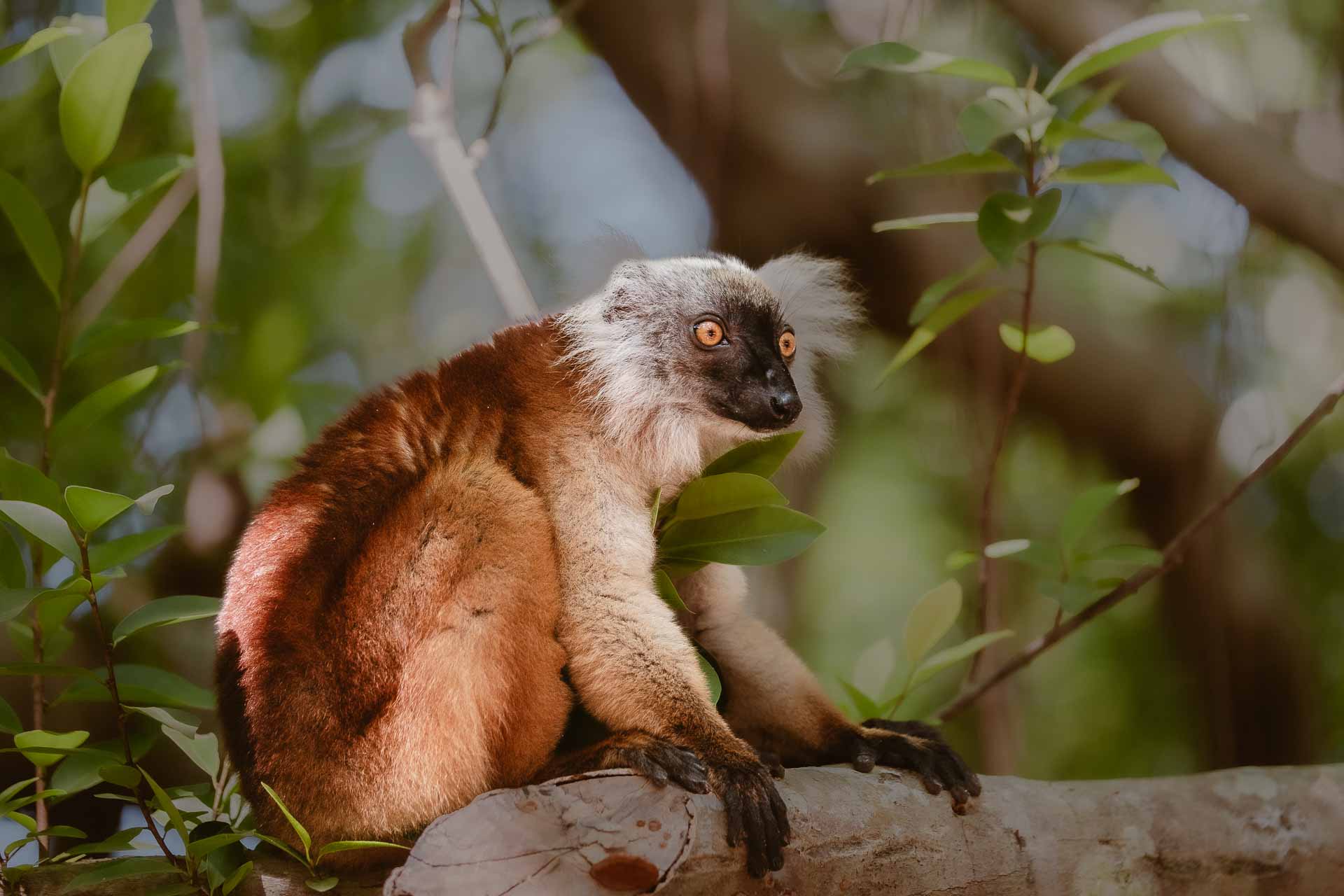 Resor till Madagaskar, lemurernas land