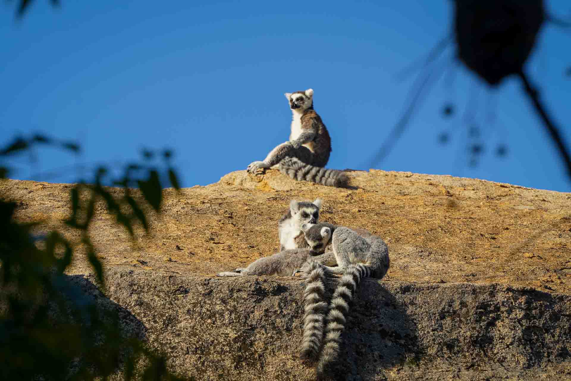 Madagaskar, södra turen, Anja Madagaskar, södra turen, Anja, kattalemur