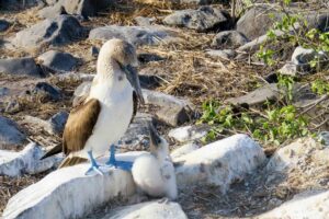 Resa till Galapagos Blåfotad sula