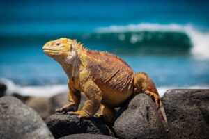 Resa till Galapagos Santa Cruz, marin leguan