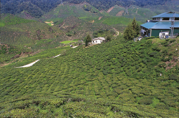 Cameron Highlands. Foto: Malai Adventure | Kenzan Travel Resa till Malaysia Cameron Highlands