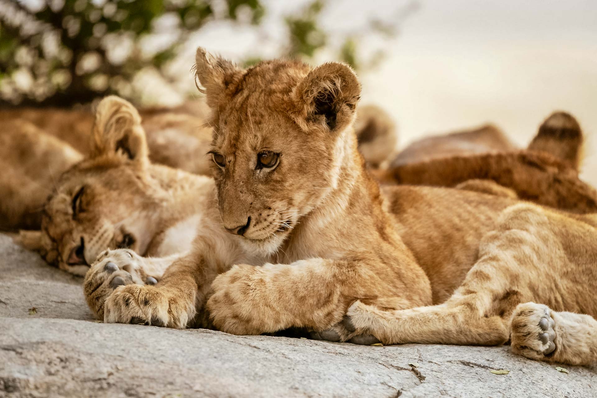 Resor till Tanzania safari