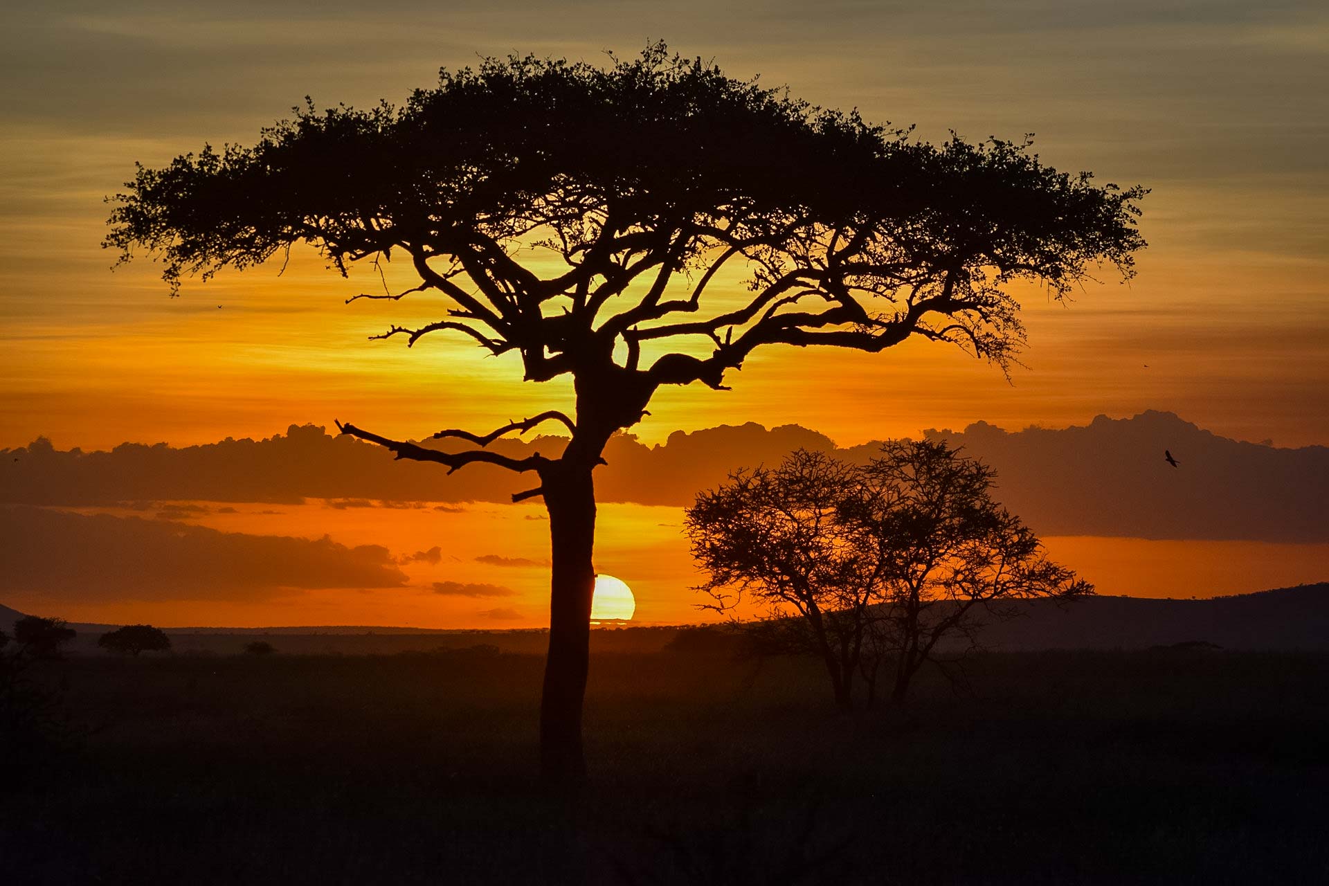resa Tanzania safari zanzibar solnedgång serengeti