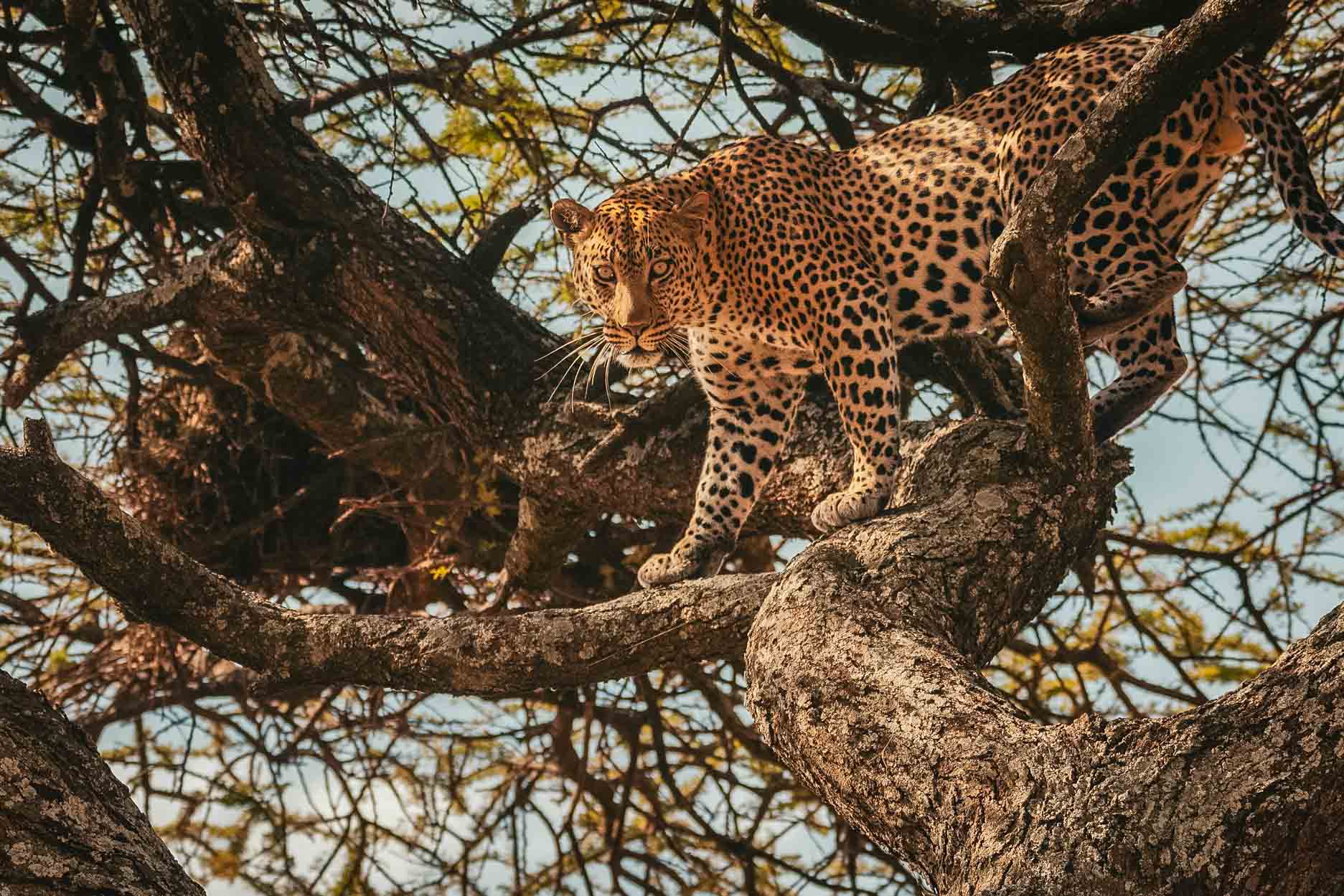 Resor till Tanzania safari