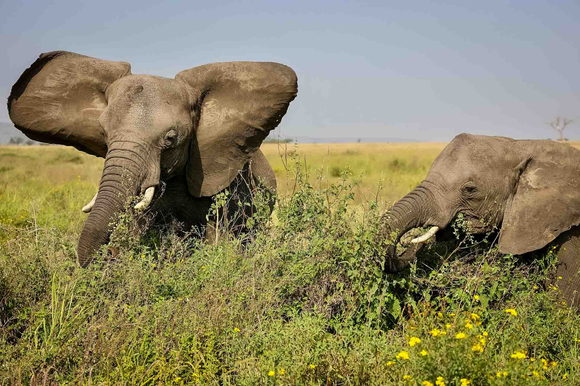 resa Tanzania safari zanzibar elefanter