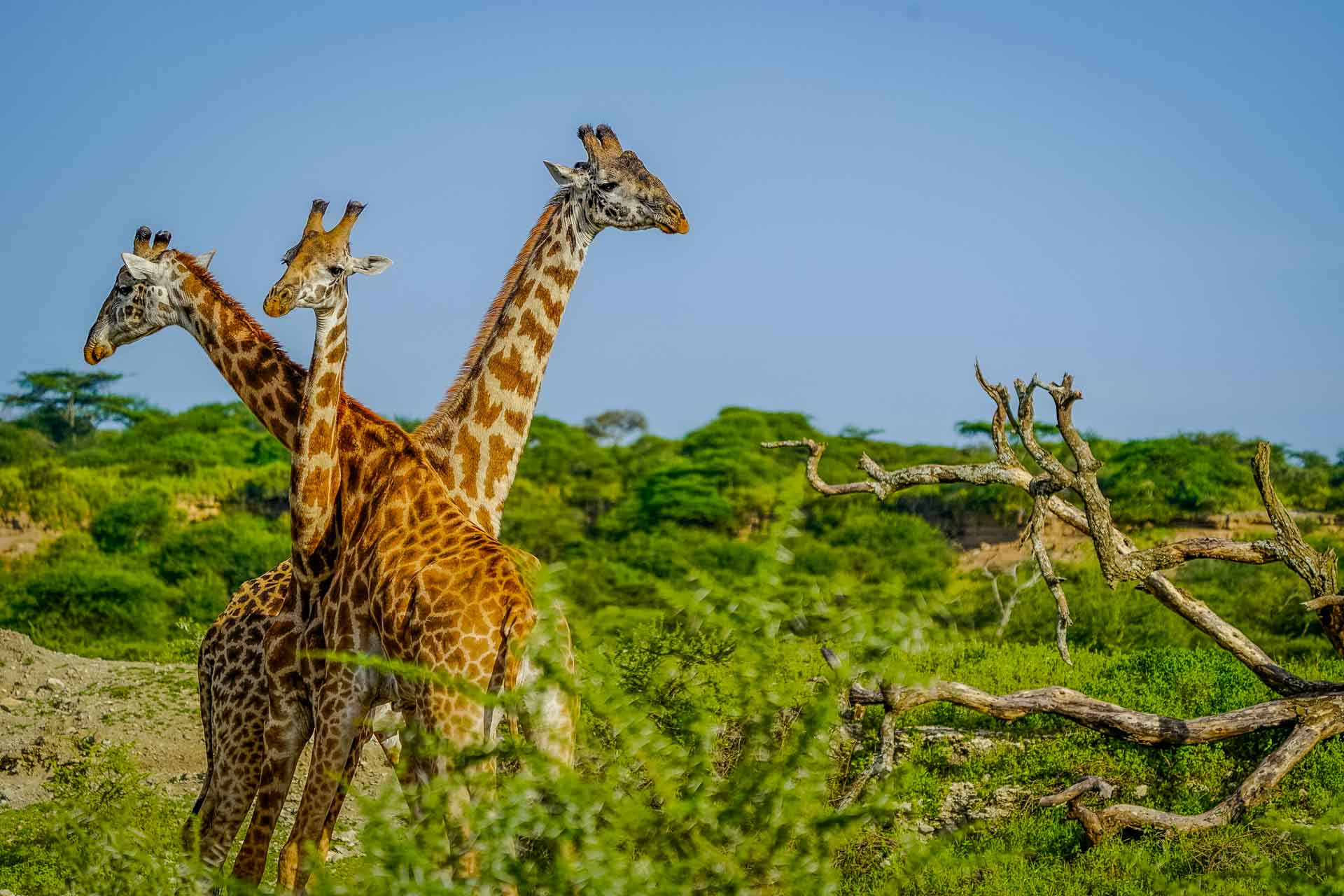Resor till Tanzania safari