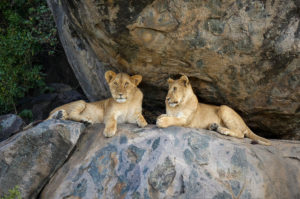Resa till Tanzania Serengeti safari lejon