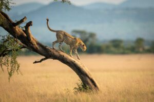 Gruppresa till Tanzania 2027; Kenzan Travel, svensk färdledare