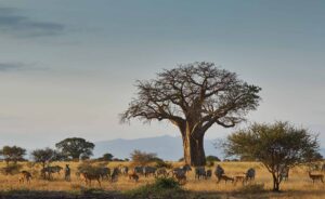 Gruppresa till Tanzania 2027; Kenzan Travel, svensk färdledare