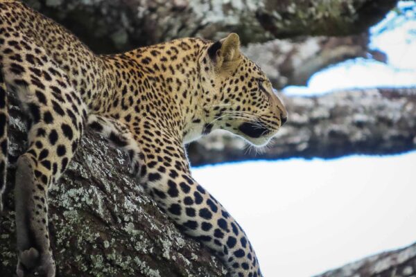Tanzania safari, leopard