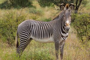 Kenya, Grevyzebra