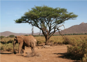 Kenya, Shaba, elefant