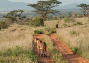 Kenya, Shaba, Elsa the Lioness safari, dag 5 | Kenzan Travel