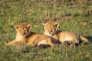 Program: Elsa the lioness safari, 7 dagar