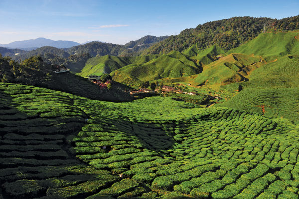 Teplantage i Cameron Highlands. Foto: Tourism Malaysia | Kenzan Travel Resa till Malaysia Teplantage Cameron Highlands