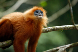 Borneo Danum Valley-2 | Kenzan Travel Borneo Danum Valley, apa
