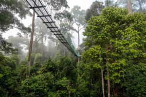 Borneo Danum Valley | Kenzan Travel Borneo Danum Valley, Canopy