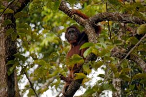 Borneo Deramakot Forest Reserve-2 | Kenzan Travel Borneo Deramakot Forest Reserve, Orangutan resting on a tree branch amid dense green foliage in a forest setting.