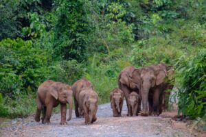 Borneo Deramakot Forest Reserve | Kenzan Travel Borneo Deramakot Forest Reserve