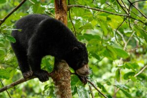 Borneo solbjörn | Kenzan Travel