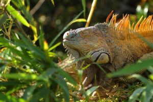 Wildlife