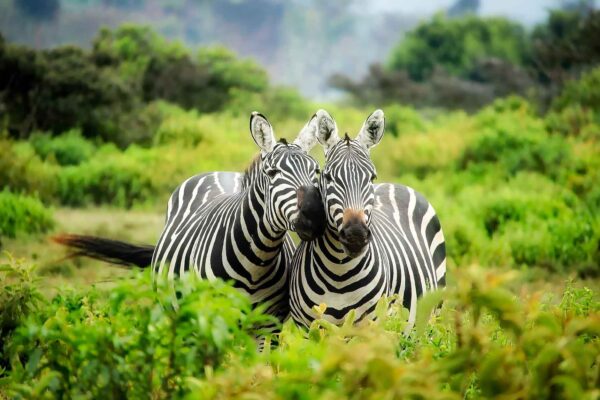 Resa till Kenya, jul 2024, Magiska Kenya, Zebror