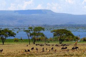 Kenya, Lake Naivasha