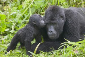 Gorillasafari i Uganda, 4 dagar