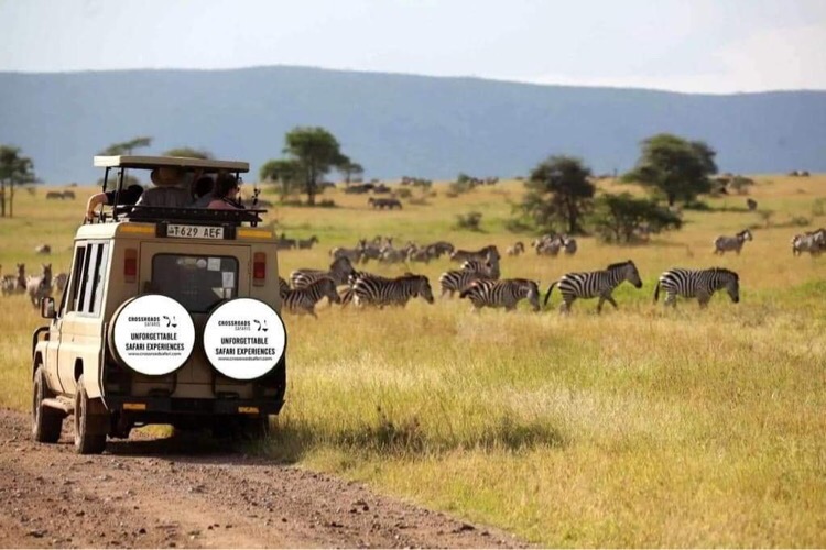 En Tanzania safari med CrossRoad Safari, fordon på savannen med zebror i bakgrund