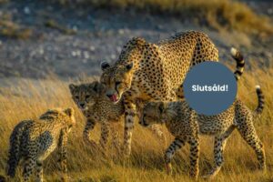 Julresa t Tanzania 2025