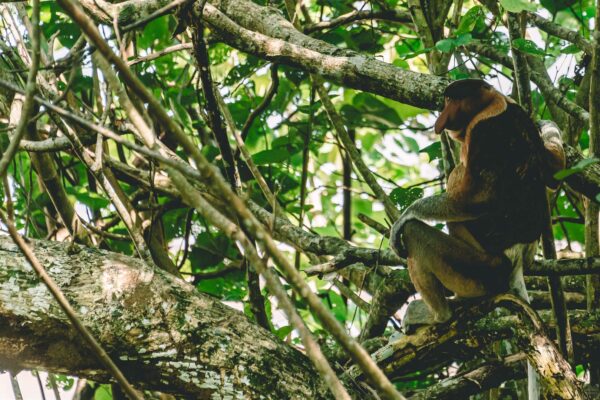 Borneo, Sarawak, Baku National Park, näsapa