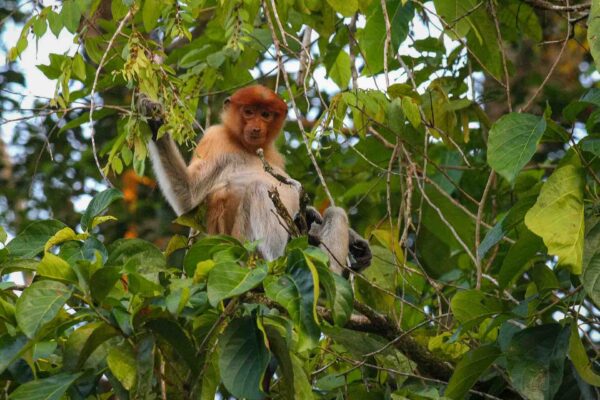 Borneos näsapor