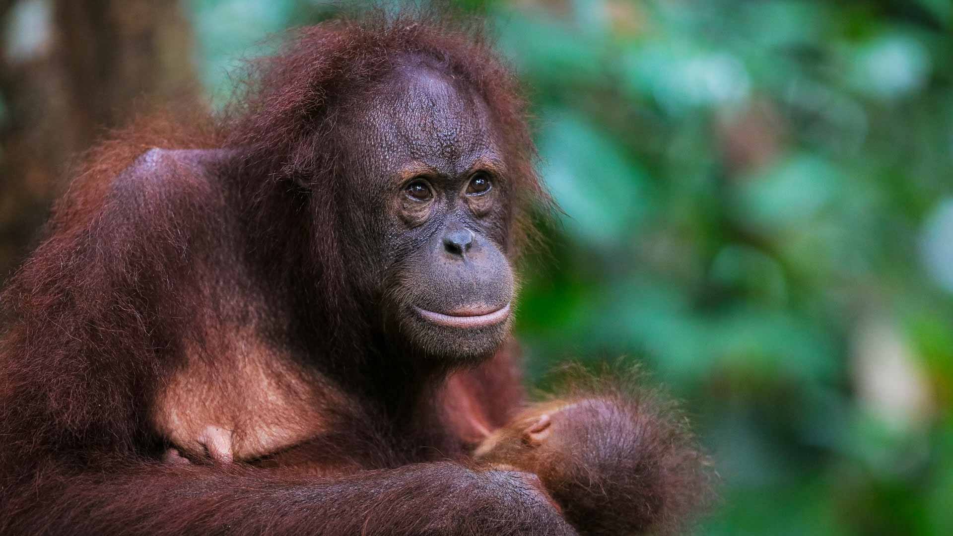 Borneo
