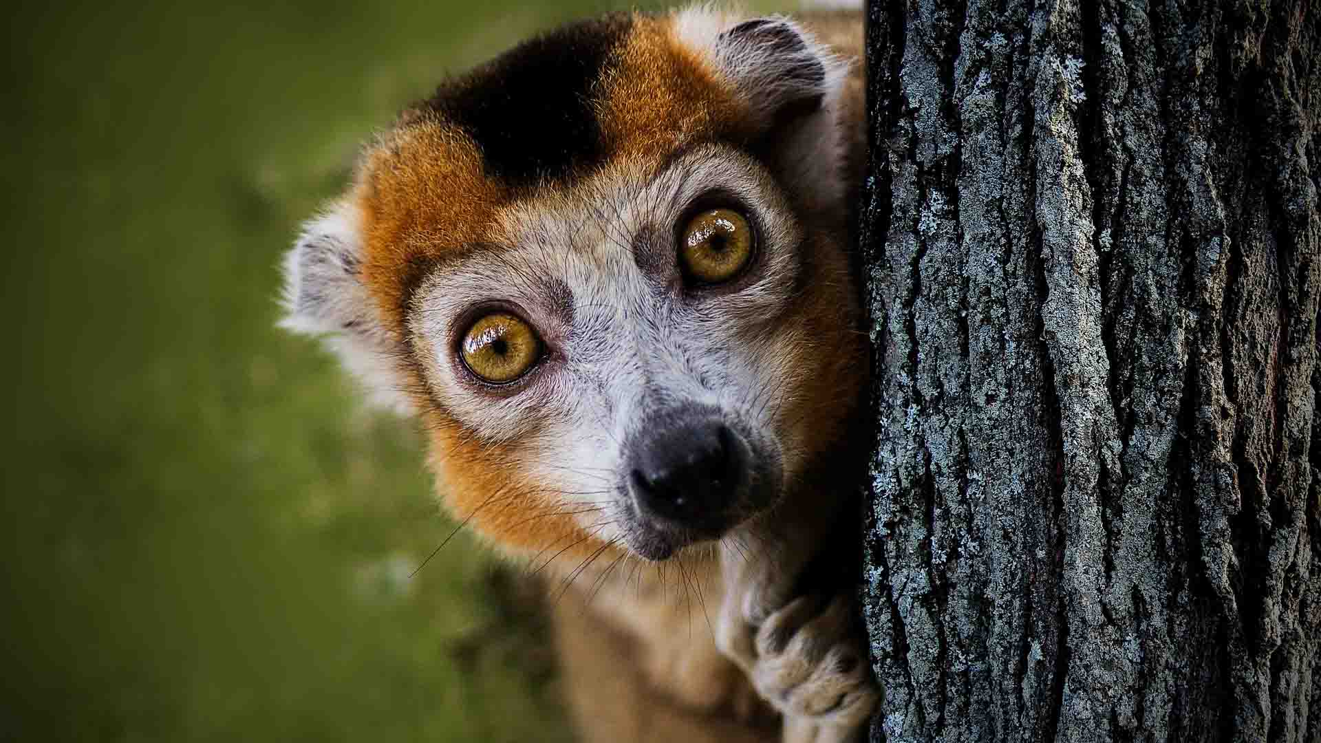 Madagaskar