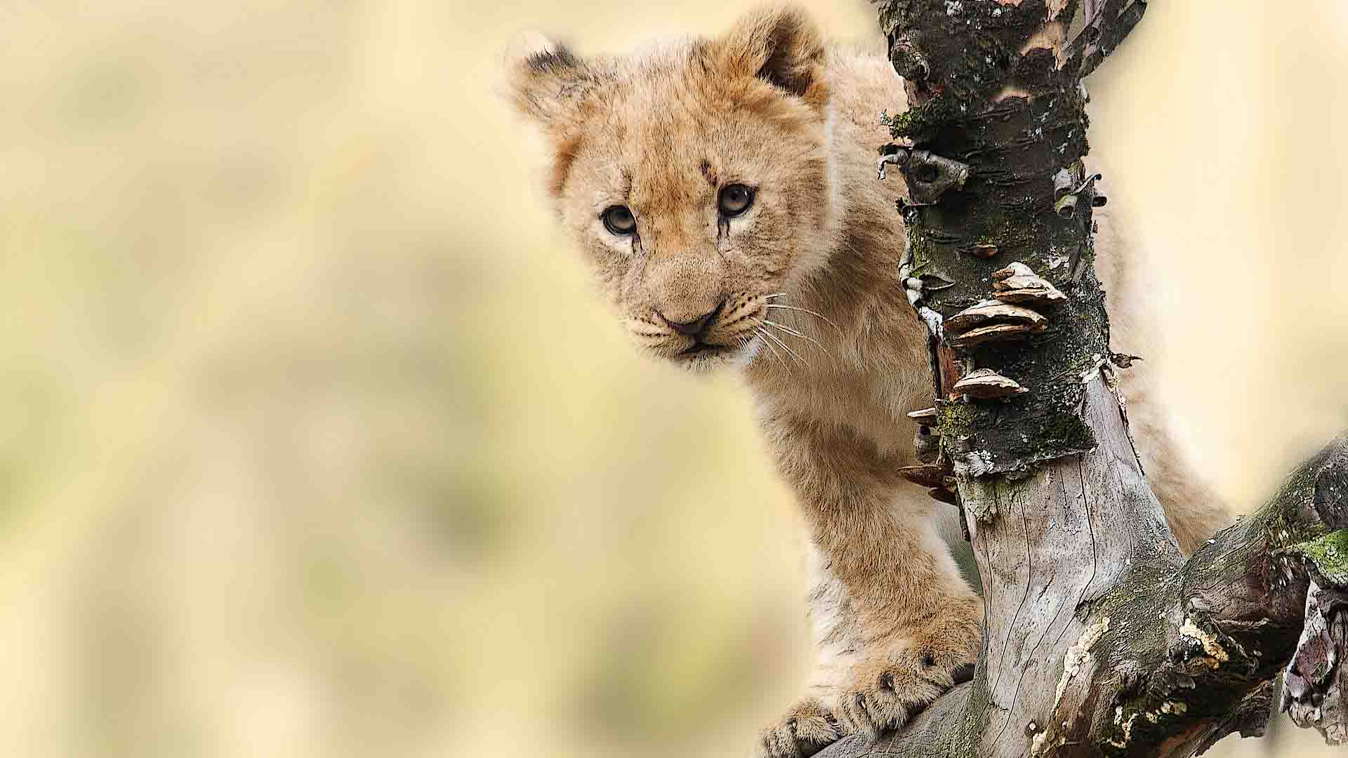 Tanzania