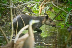 Costa Rica resa, vandra i en del av Costa Rica som få besöker