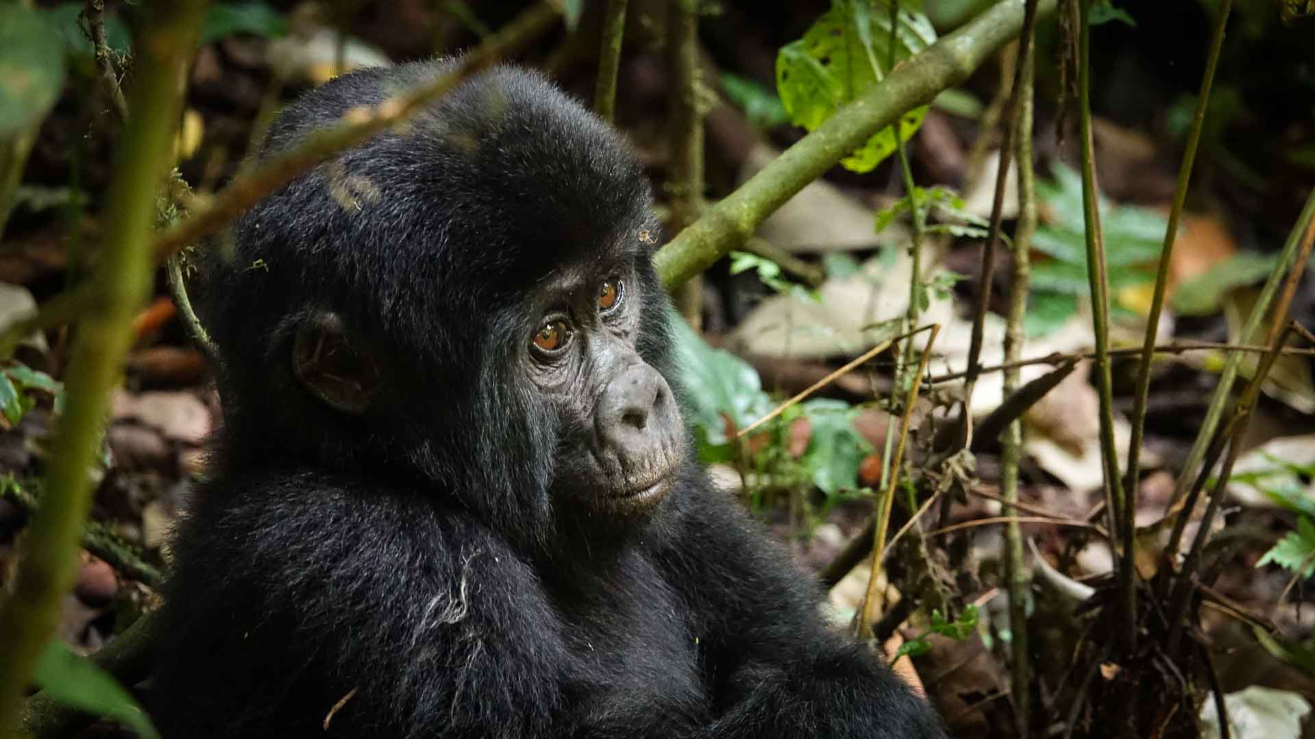 Uganda