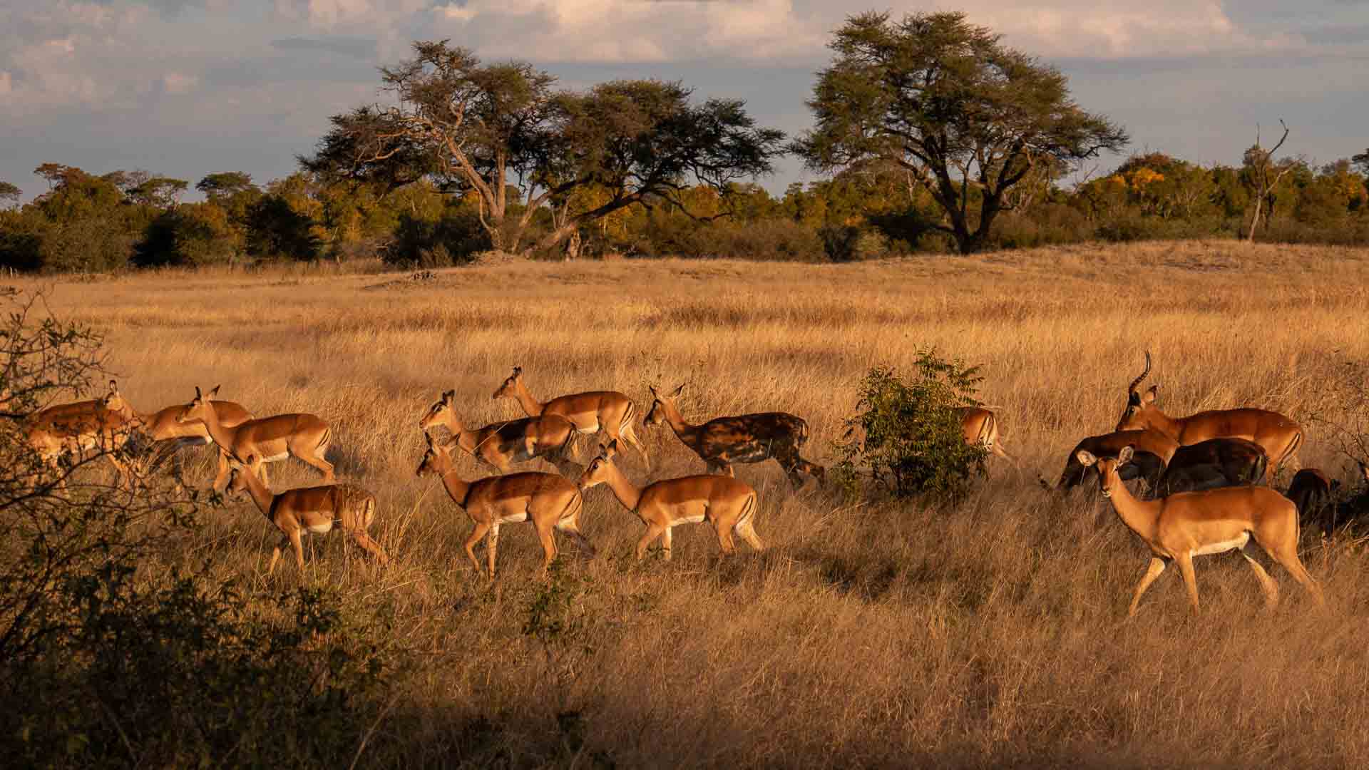 Zimbabwe