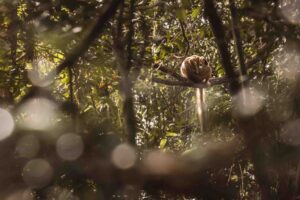 Madagaskar, Ankarana, lemur