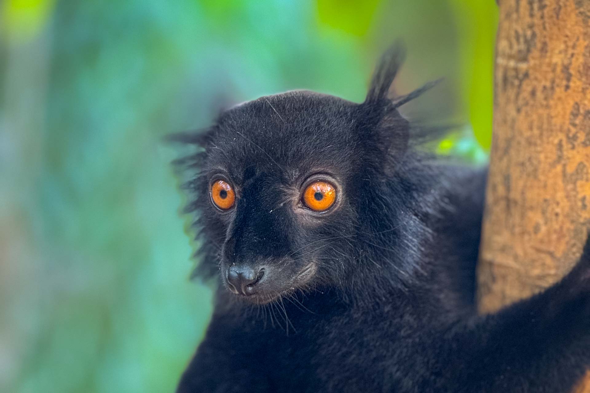 Resa till Madagaskar, Nosy Komba, lemur