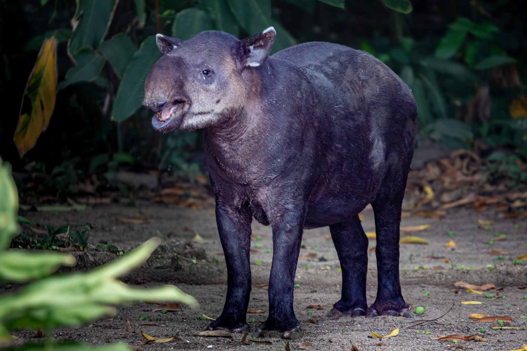 Costa Ricas nationalparker en tapir i Corcovado nationalpark