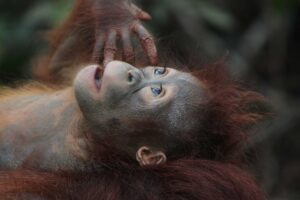 Orangutanger på Borneo