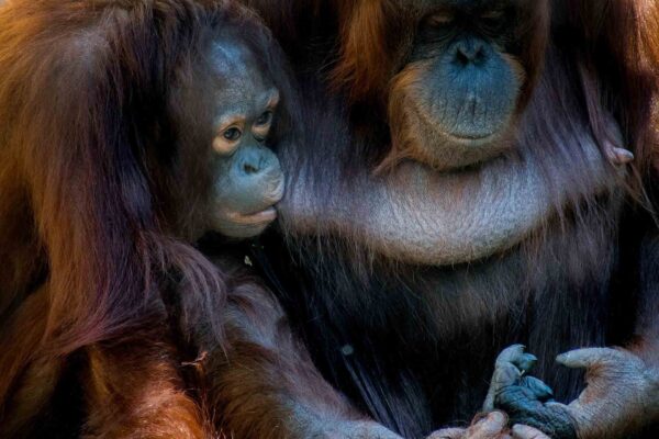 Orangutanger på Borneo-5 | Kenzan Travel Orangutanger på Borneo