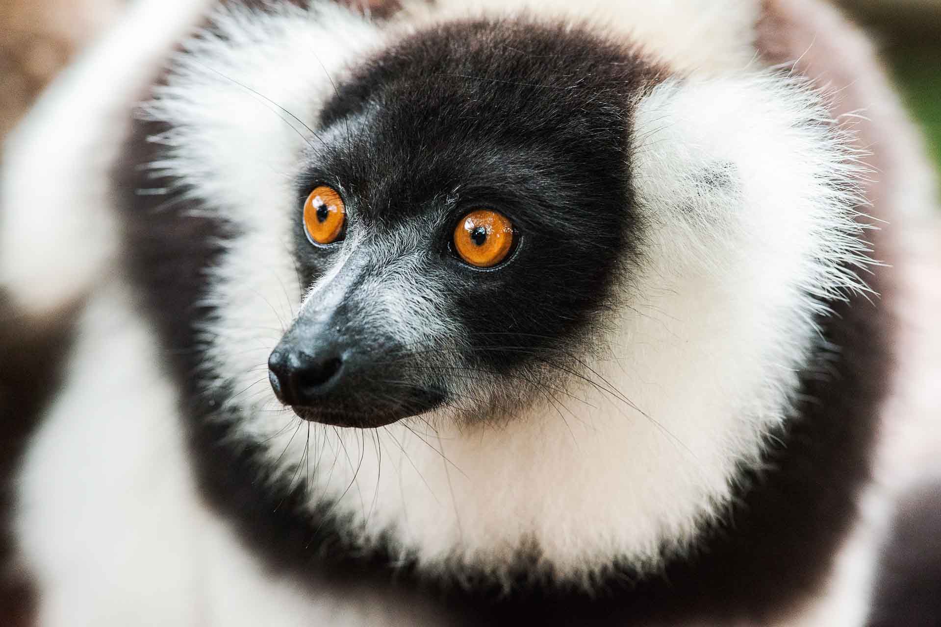 Madagaskar - bra resmål för sommarresor