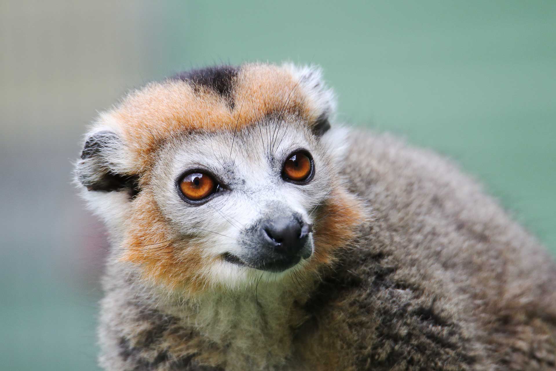 Madagaskars nationalparker, kronlemur